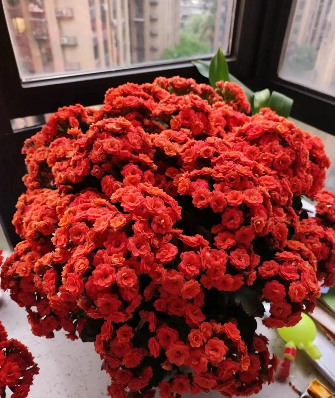 “家养旺宅花，兴旺又发达”，这“5种”花，家中一养，兴旺发达