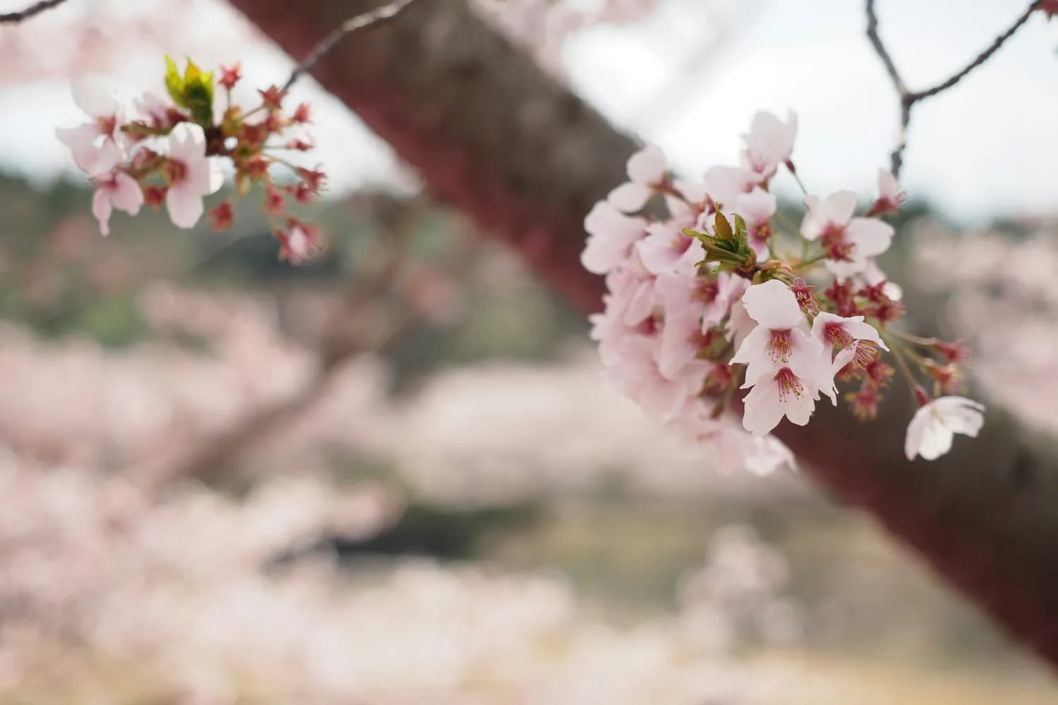 樱花季重温《百变小樱》，见证木之本樱的成长