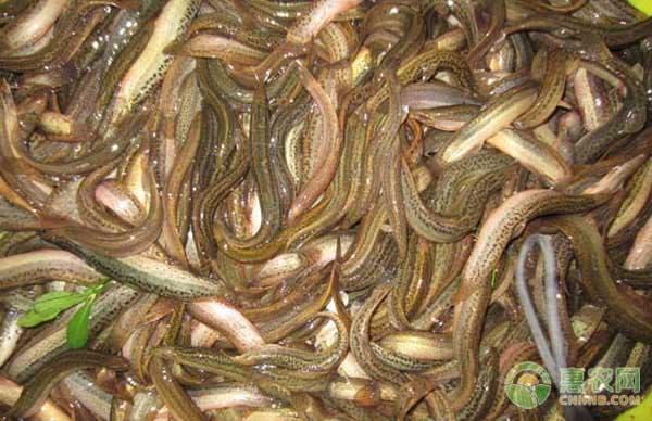 养泥鳅的水几天换一次？