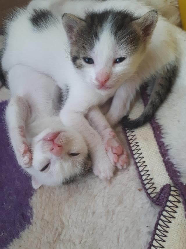 何你的猫咪爱互舔毛？背后原因竟然这么暖心！