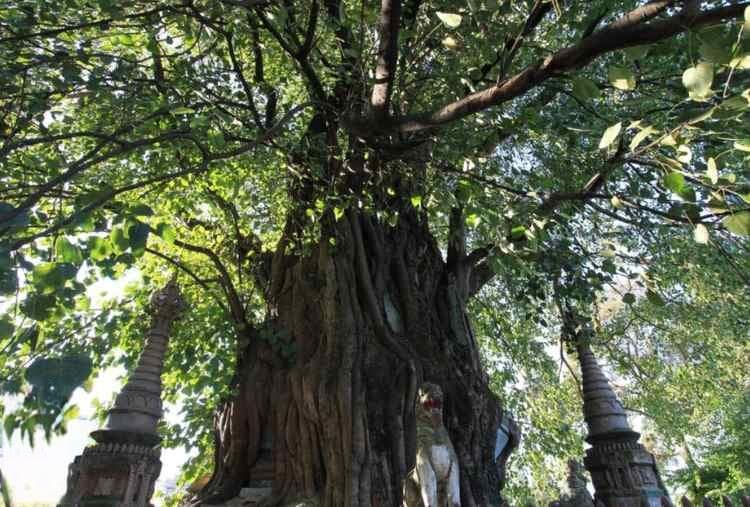 云南芒市：海拔2890米的神秘边陲之城