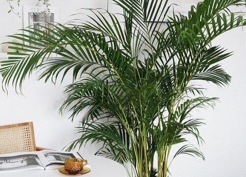 散尾葵冬天怎么养才能安全过冬（冬季室内养殖怎么浇水）