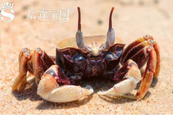 螃蟹为什么横着走路？