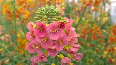 “五彩”夺目！油菜花又上新