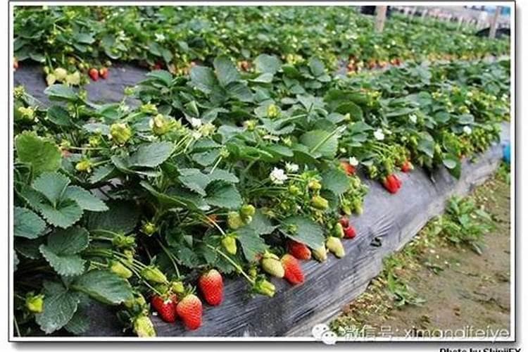 四季甜蜜：温室草莓反季栽培与丰产技术的双重奏