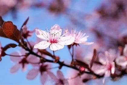 红鸾桃花入命含义解析及其对婚姻的影响