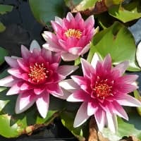 怎么分离蛋清和蛋黄