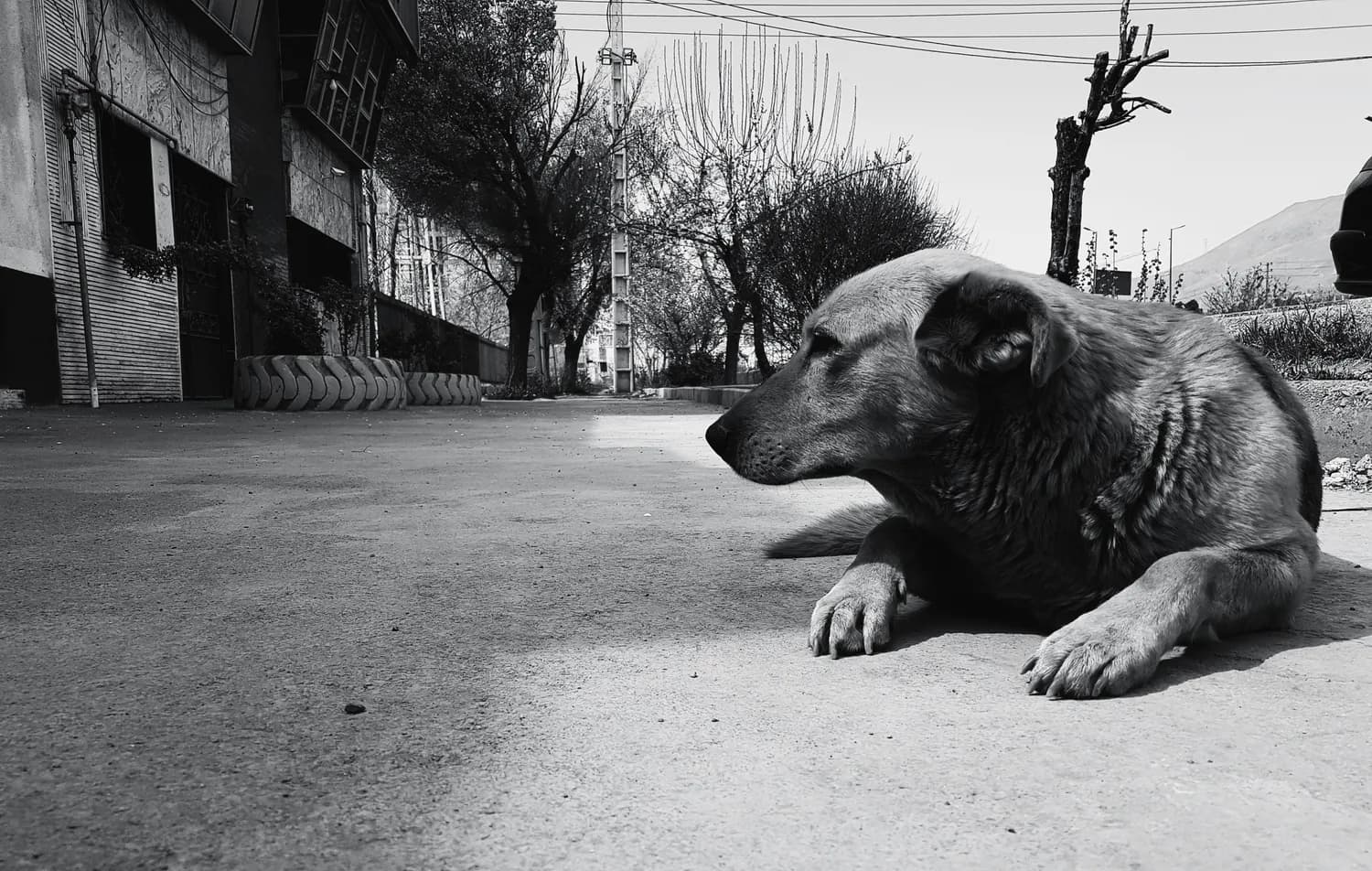 退役军犬领养攻略：你准备好了吗？