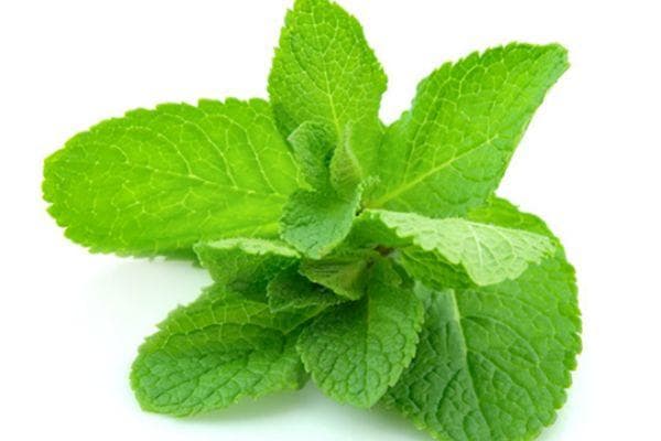 香草里面的薄荷家族成员你都认识吗？