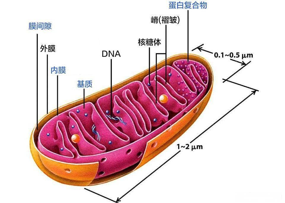 线粒体：结构、功能和图表