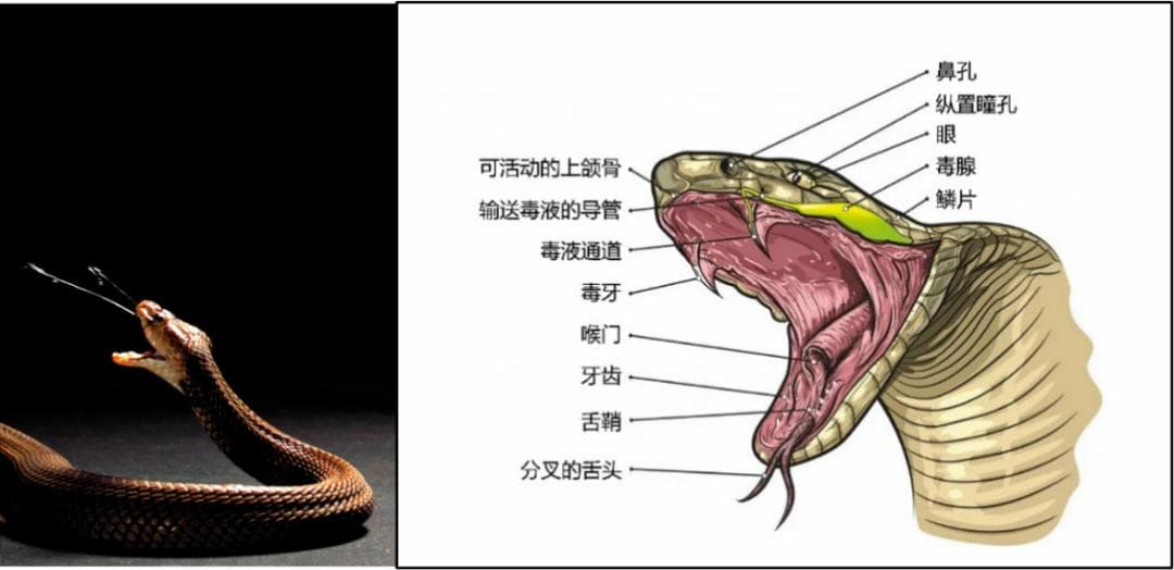 被蛇咬可能致命，但蛇毒竟是救命良药？！