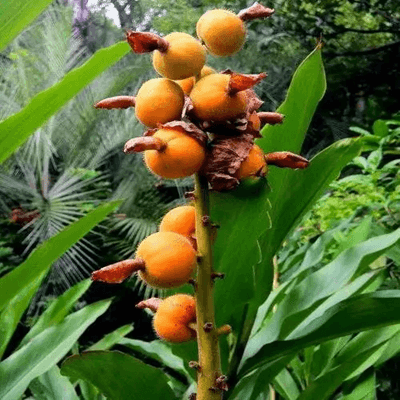 草豆蔻：一种常见的中药材