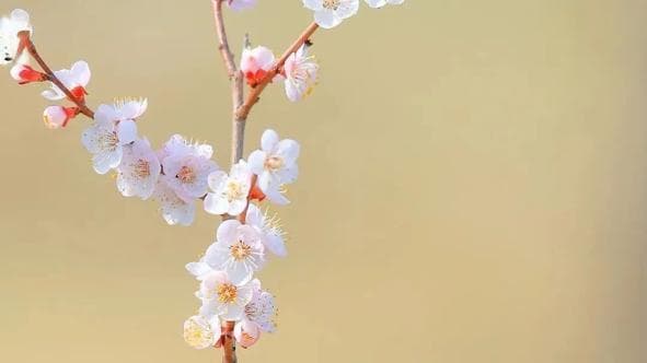 从江南烟水到禅院春色：八首诗词里的中国意境