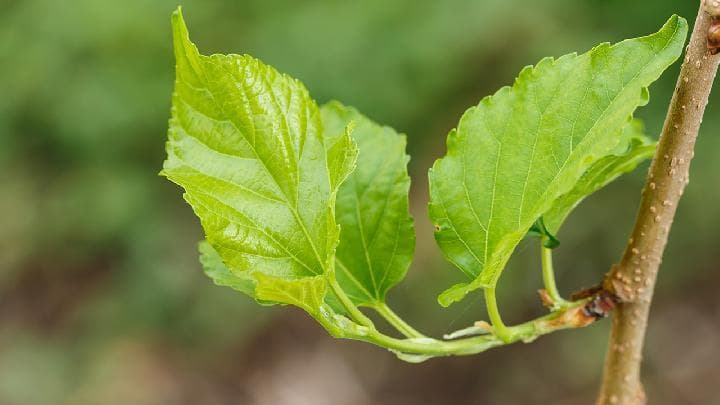 降血糖抗凝血：桑叶的十大药用功效