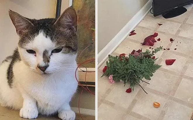 猫咪的"智商"之谜：真相远比你想象的有趣！