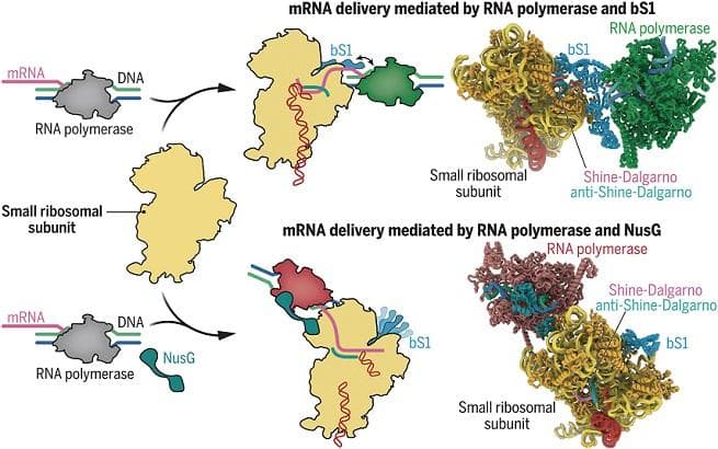 《科学》：揭示mRNA传递到细菌核糖体的分子基础