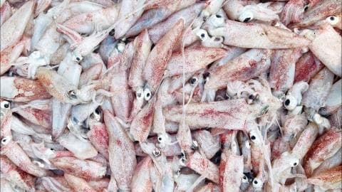 鱿鱼的营养与风险：高蛋白食物，痛风患者需警惕
