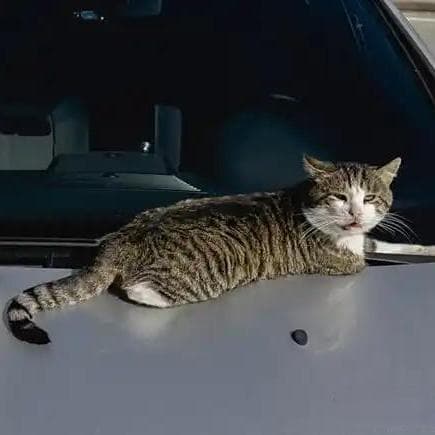 驱赶猫的长期有效好办法，怎么驱赶野猫让它们不再来