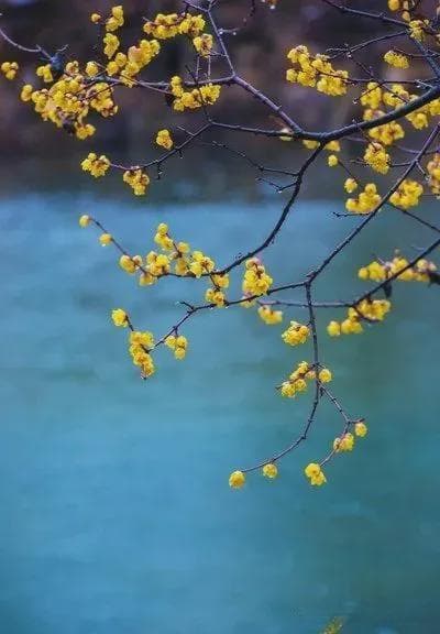 五大道腊梅绽放！天津，花儿花儿花儿！