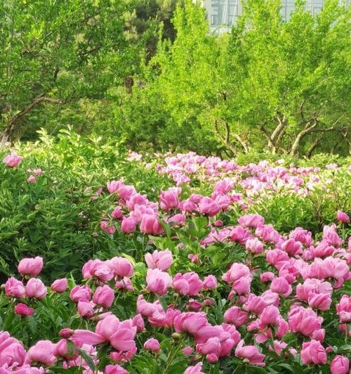 芍药的种植与养护（选择适宜的月份，打造美丽庭院）
