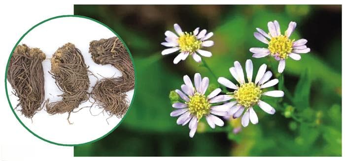 “血劳圣药”紫菀：从古籍记载到现代应用