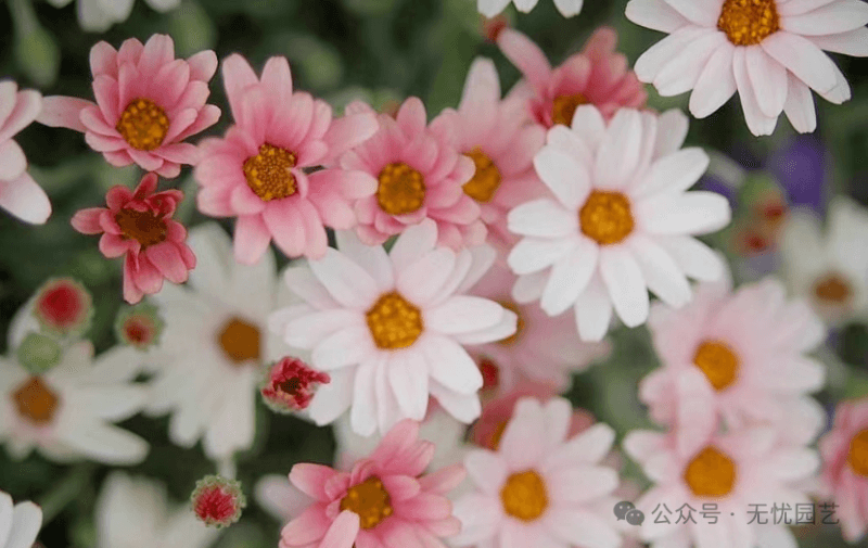 多年生植物佼佼者 园艺新宠—摩洛哥雏菊
