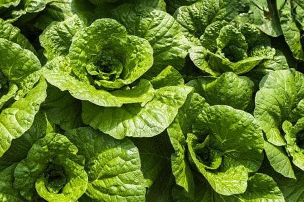 大青菜什么时候种植最好？从播种到采收的全程管理指南