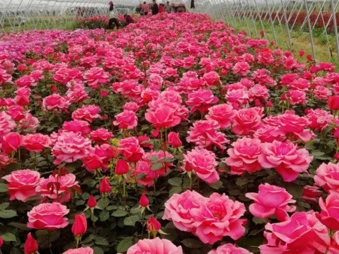 庭院花园春季养护方案