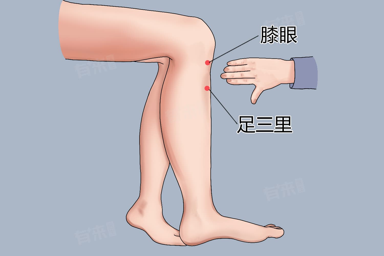 足三里穴位按摩：功效与注意事项
