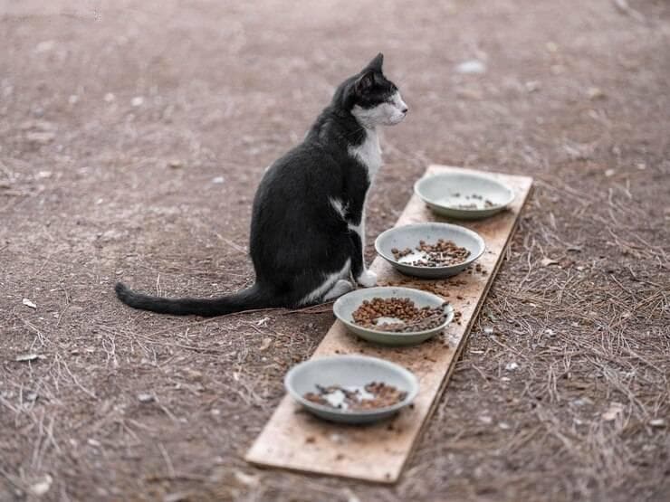 捡到流浪猫养不熟怎么办？养护技巧大公开