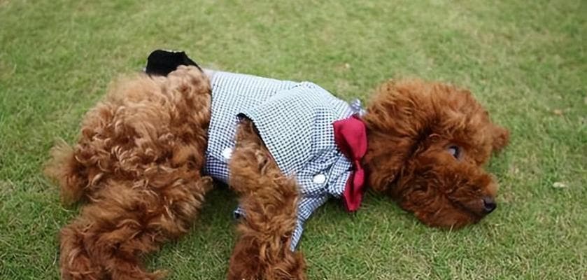 教你如何处理泰迪犬拉稀问题（宠物健康关注，从拉稀开始）