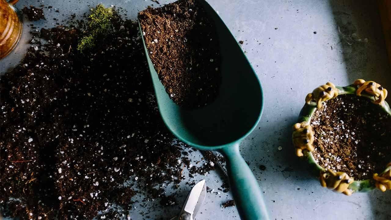 发现最适合在家种植的花园类型