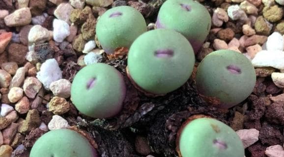 肉锥种植指南：从配土到养护的全方位详解