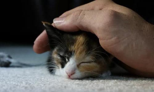 猫咪最讨厌8种气味，你了解吗？