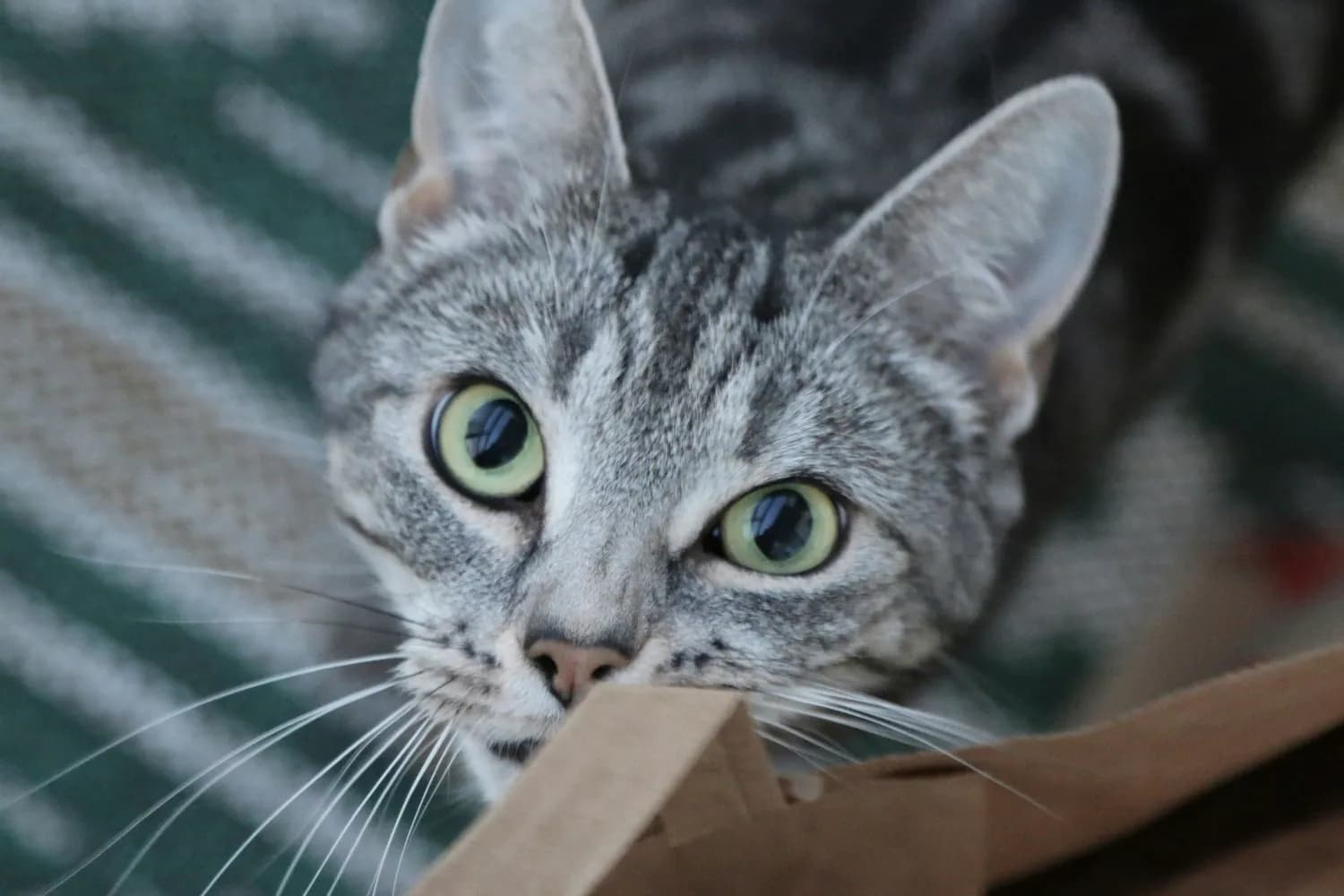 猫粮保存神器大揭秘，让你家主子吃得更健康！