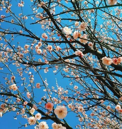 梅花香味的奥秘：从科学到文化的全面解读