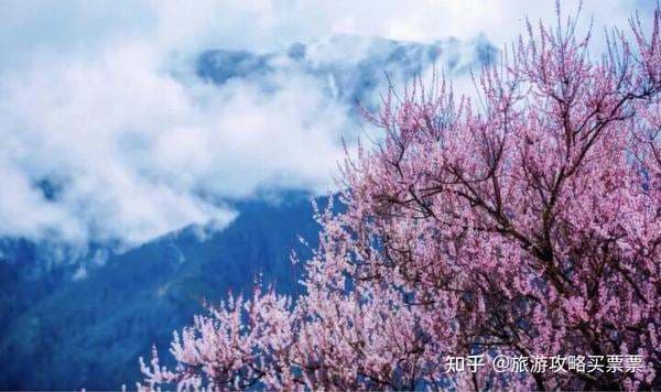 林芝看桃花几月份最佳