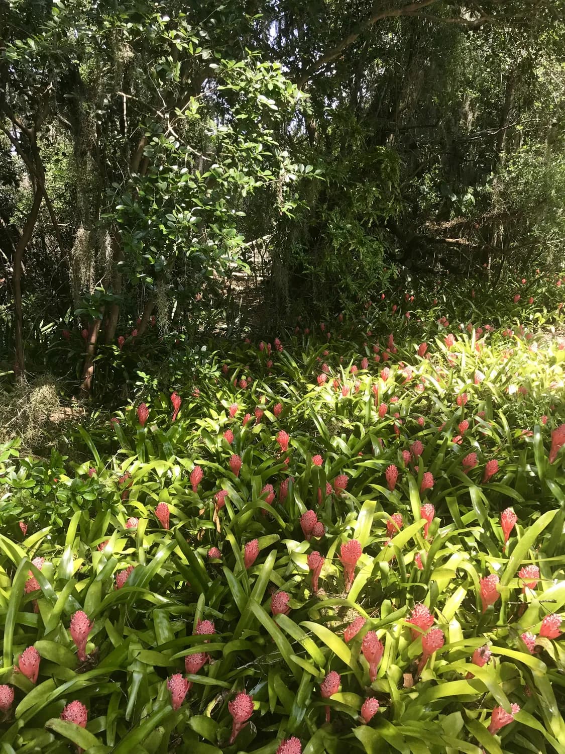 双十一囤货：小草坝天麻泡酒DIY攻略