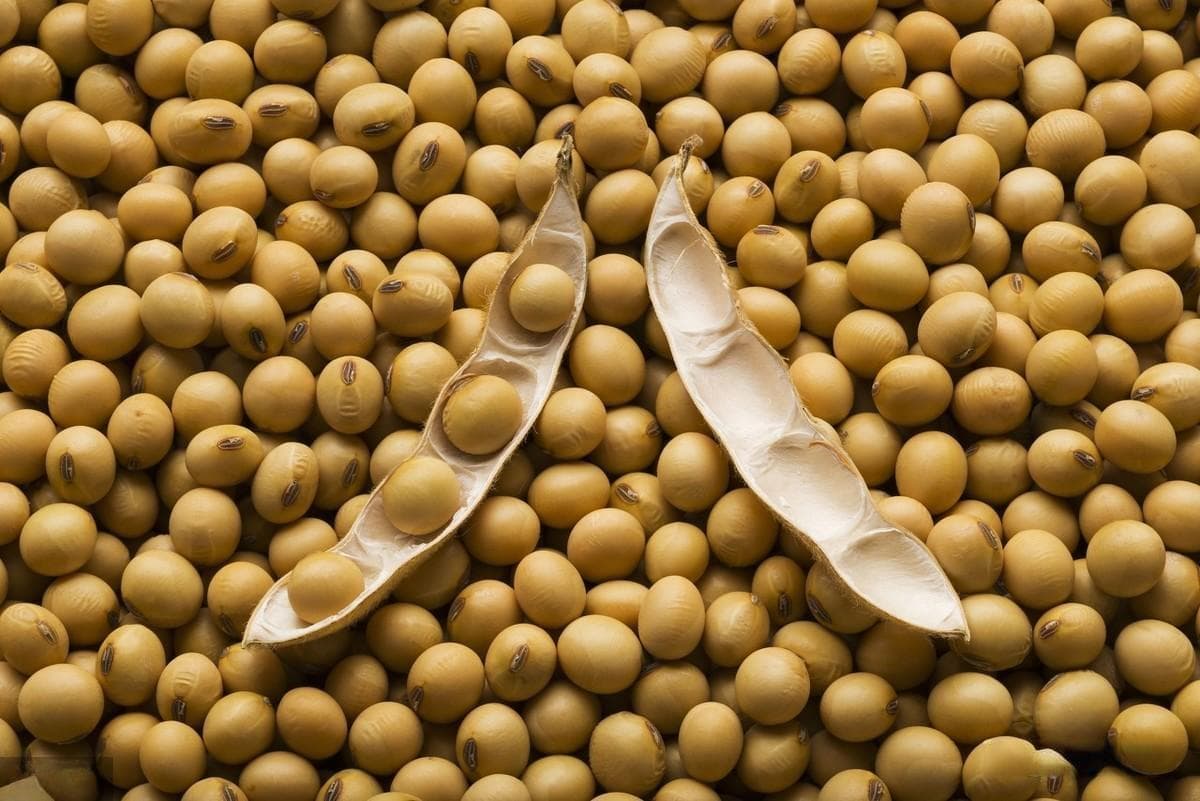 大豆施肥管理的主要技术，掌握以下这几点，丰收高品质大豆