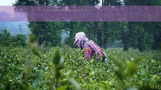 各类茶叶的价格一览表：价格、等级与排名