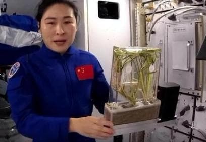 技术不断突破，中国太空水稻已经试种成功，俄媒评价：更甜更营养