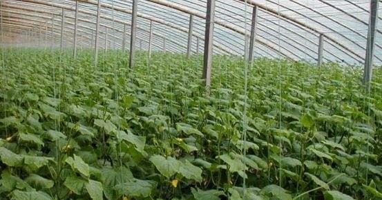 黄瓜种植间距：从理论到实践的全面指南