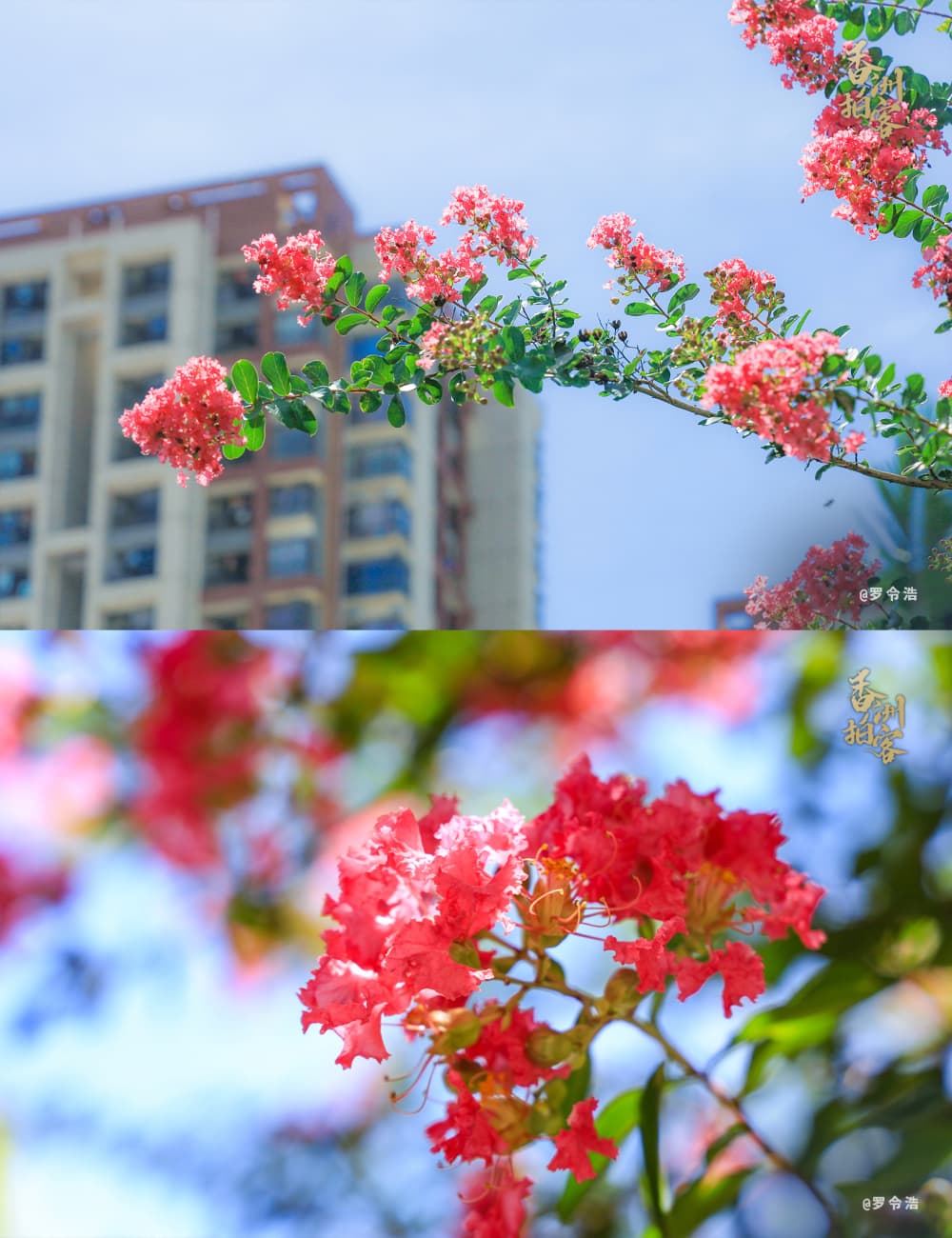 紫薇花开，是夏天寄给你的浪漫情书