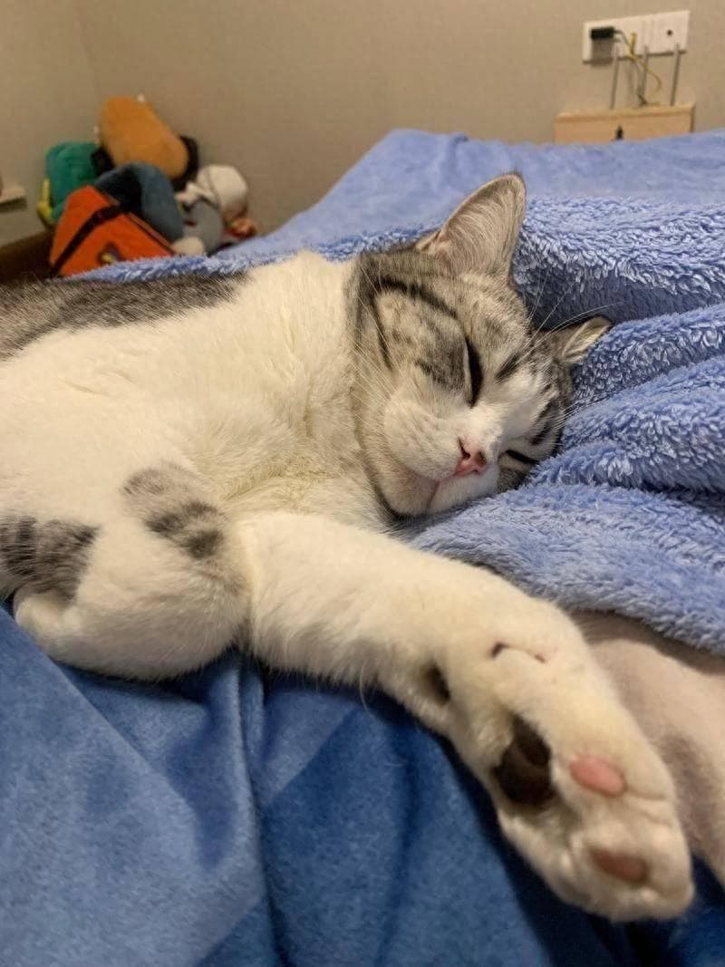 揭秘！对猫来说，能上床睡，代表了这些！