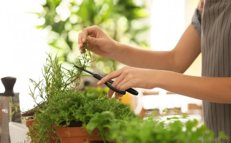 自给自足5大香草种植法！轻松将家中窗台变身香草园