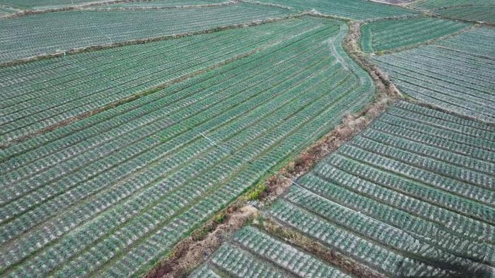 湖南江永推广藠头种植，2000亩基地带动农户增收