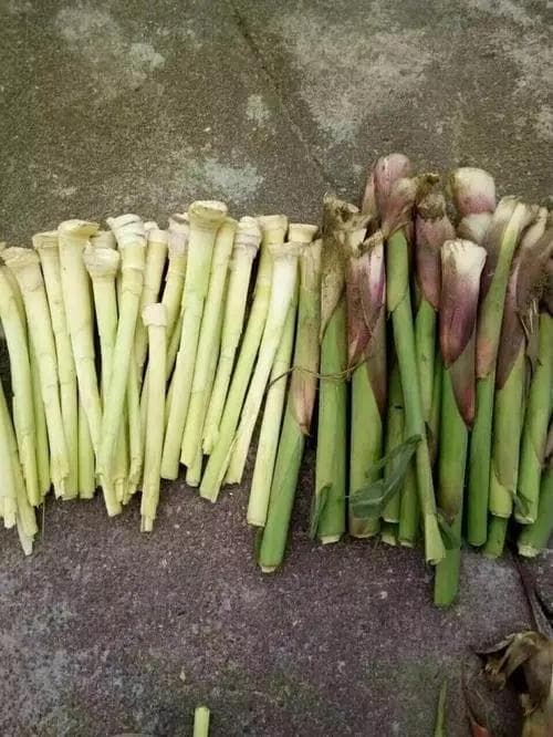 沅江芦笋与普通芦笋：两种食材的全面对比