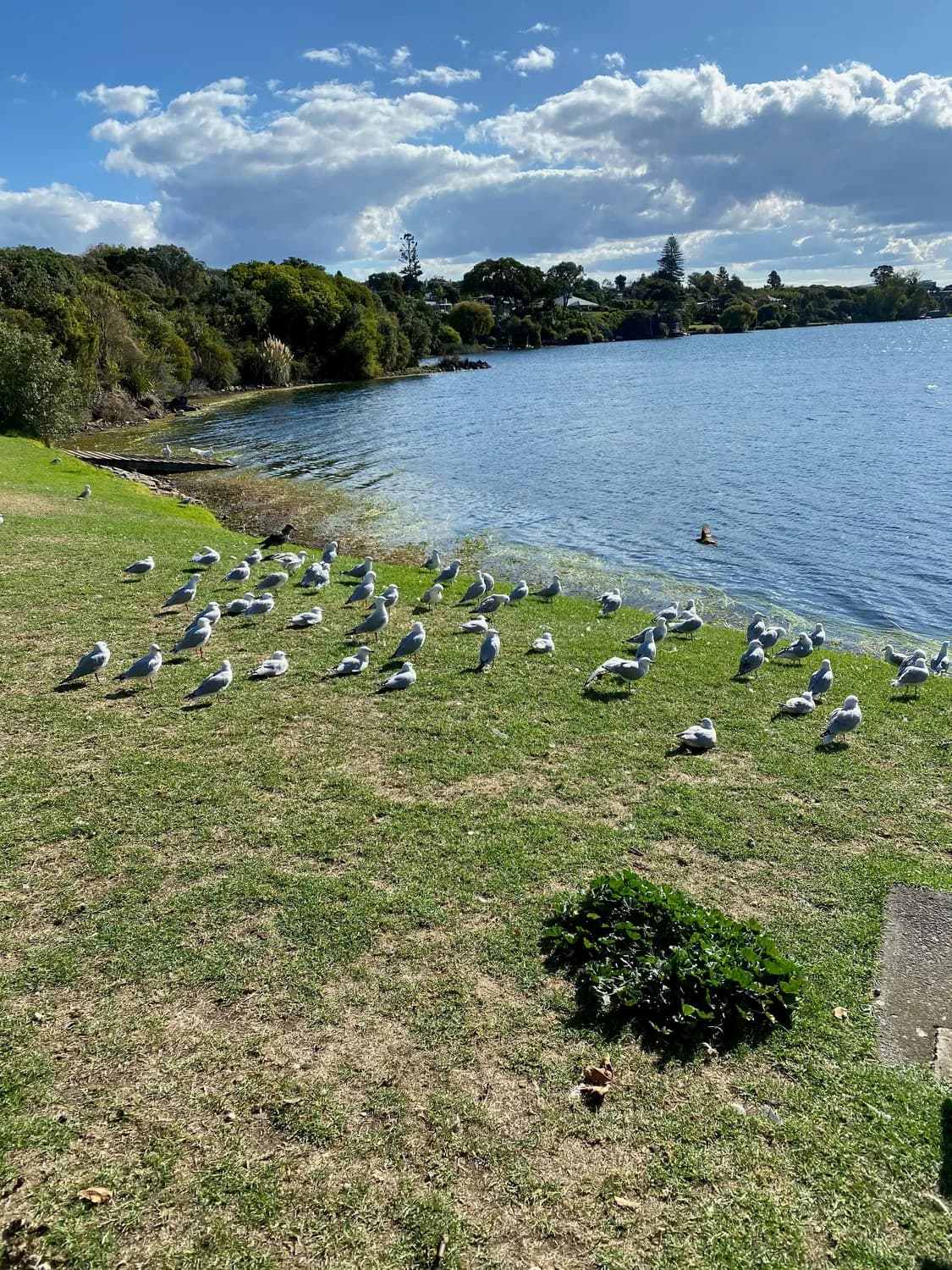 深圳湾公园秋冬打卡：观鸟+赏花两不误！