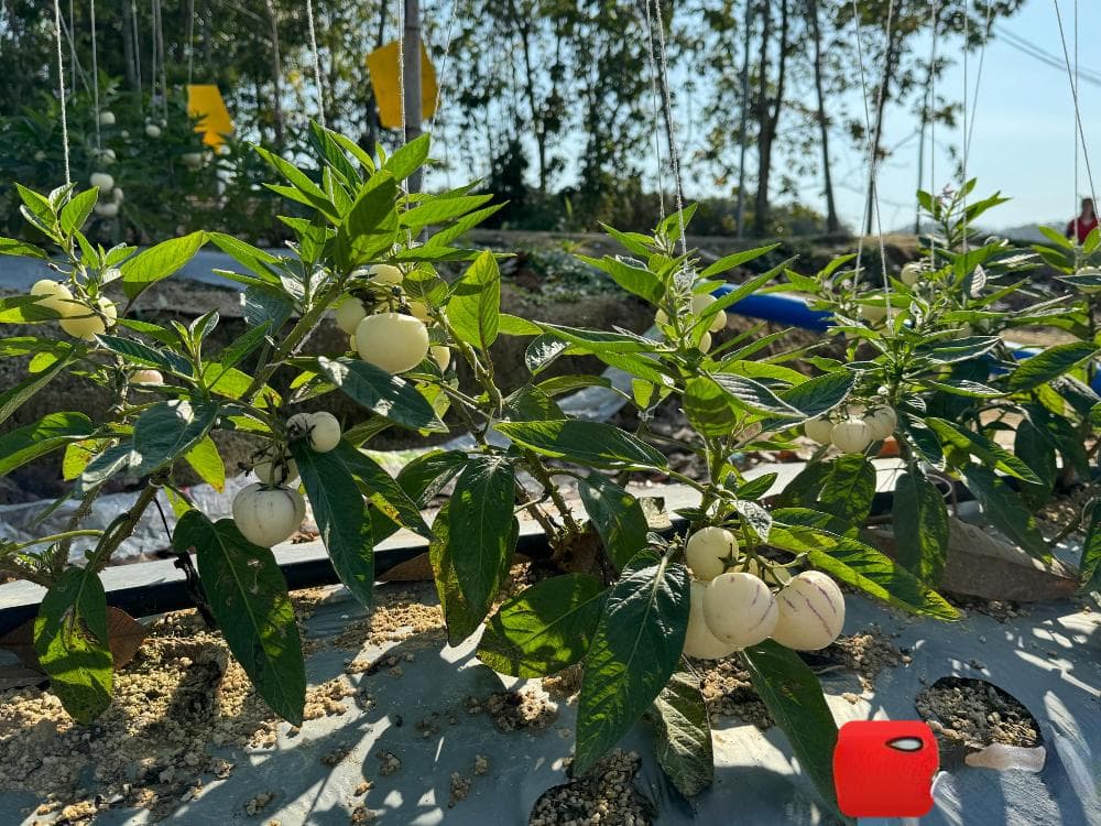 琼中特色水果种植初见成效 百亩人参果丰收在望