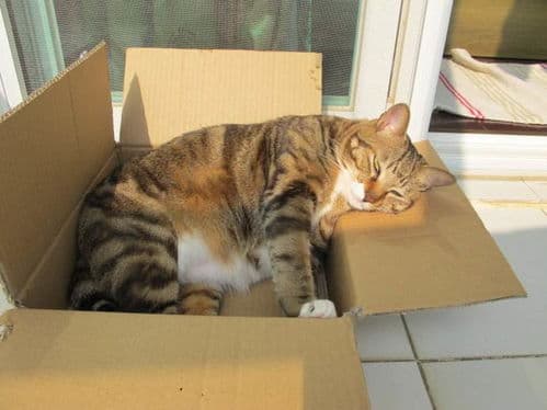 猫咪爱球，源于捕猎本能与好奇心。